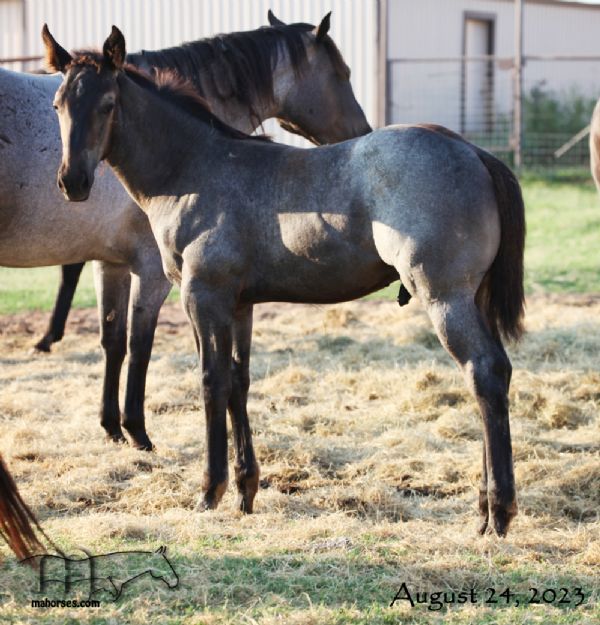 Platinum Drifter MA's 2023 Blue Roan Colt